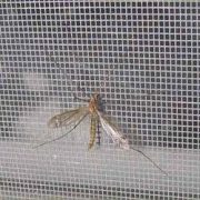 SS mosquito mesh2
